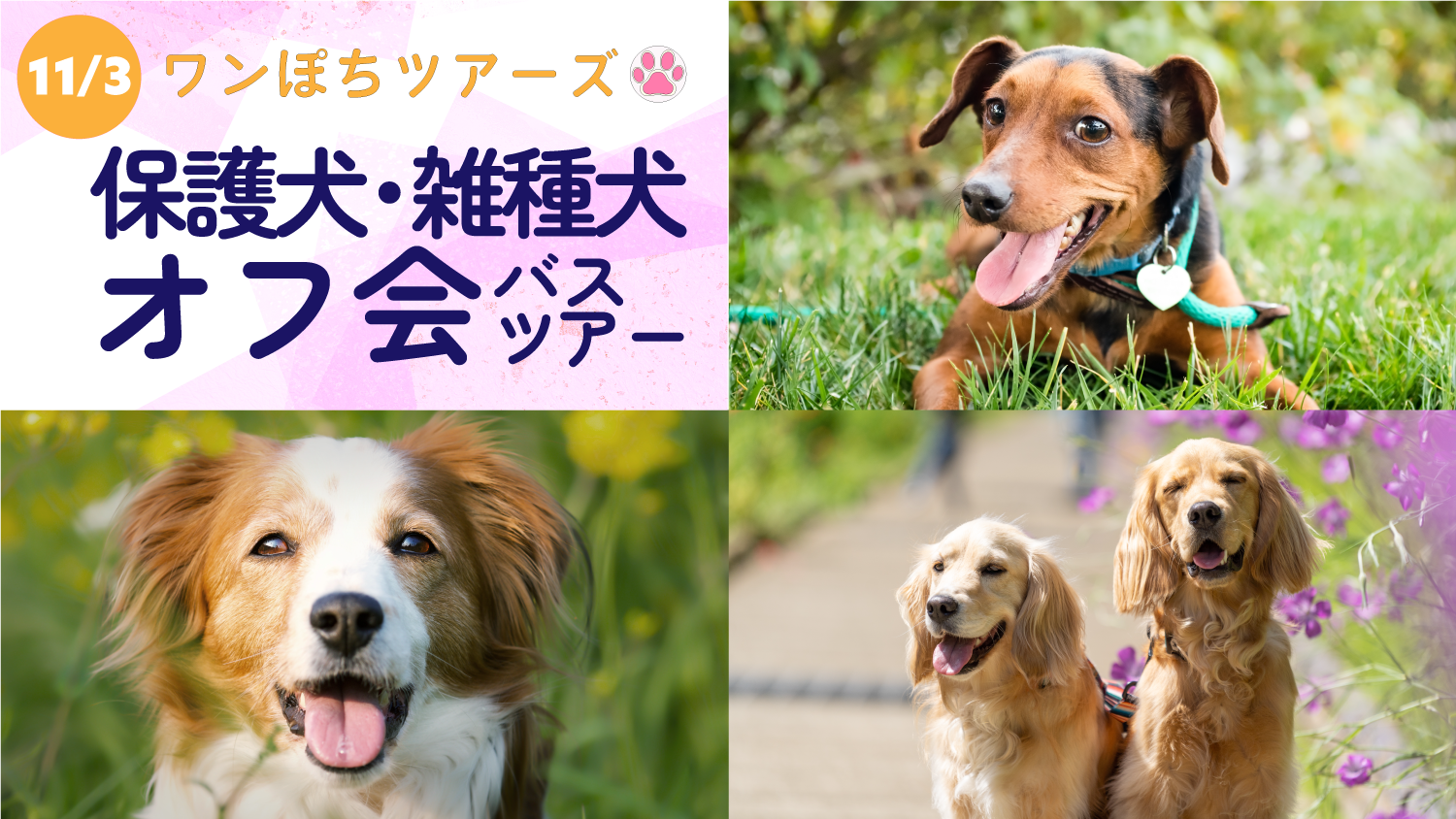 ワンぽちツアーズ犬種限定オフ会 保護犬 雑種犬の集い 東京湾フェリーで行く房総マザー牧場 コキアの紅葉 保護犬への寄付金 募金コース ｋｍモビリティサービスからのお知らせ
