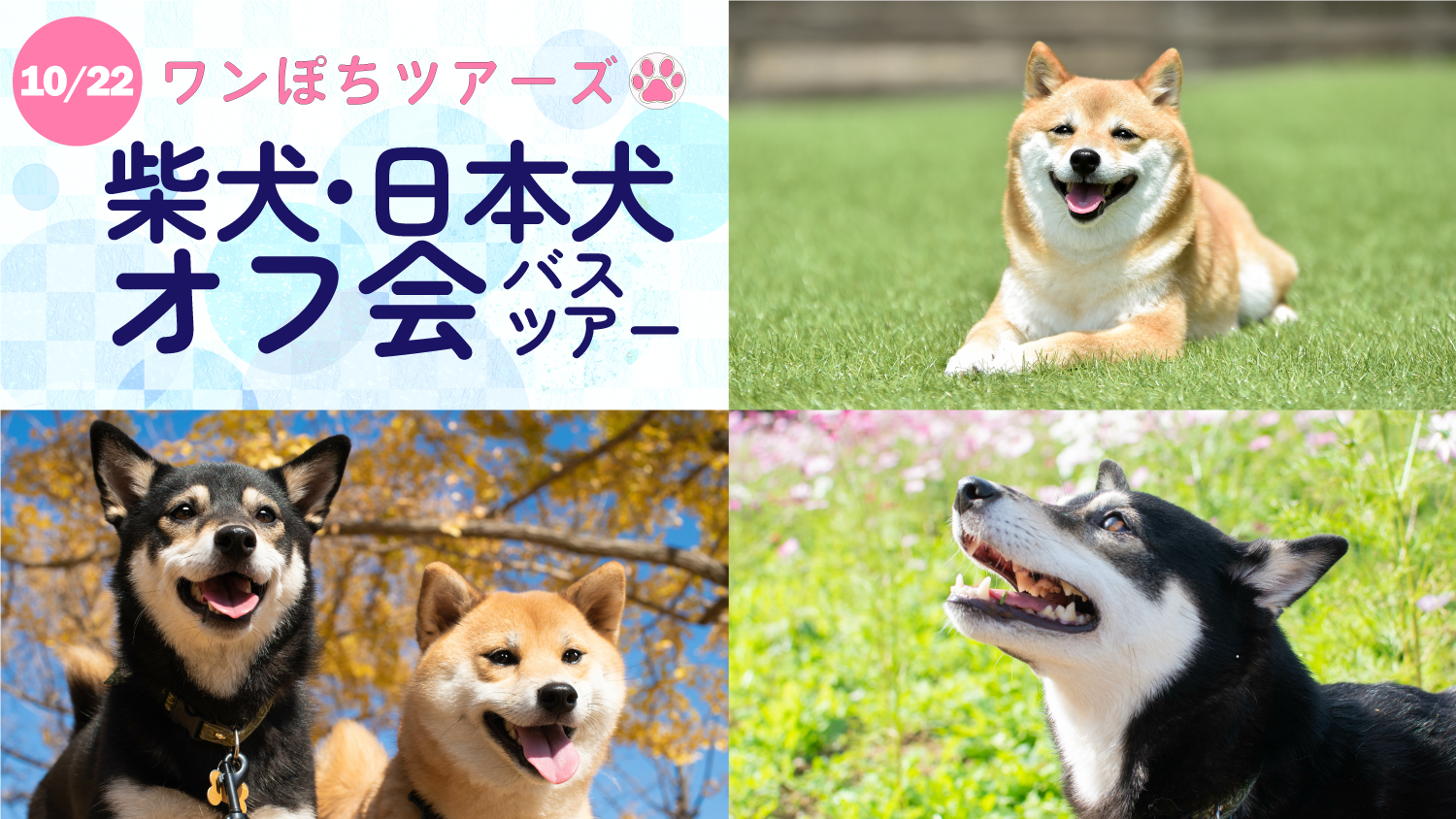 2022.10.22柴犬・日本犬オフ会_