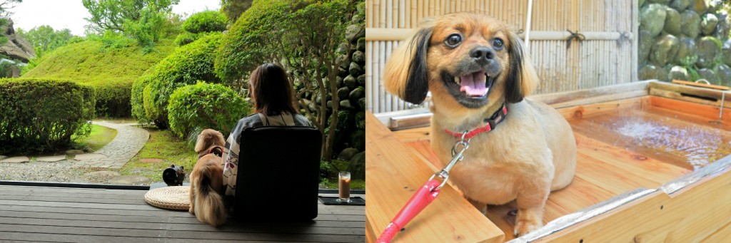 ワンぽちツアーズ】「愛犬と楽しむ本格会席と源泉の湯 修善寺絆＋」様 