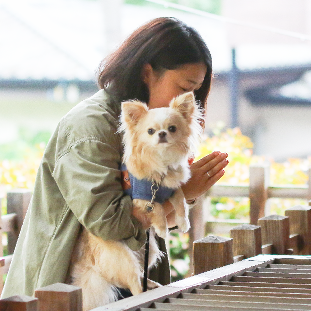 ワンぽちツアーズ（ワンボックスカー・ペット愛犬ツアー） 亀岡八幡宮参拝・代々木公園